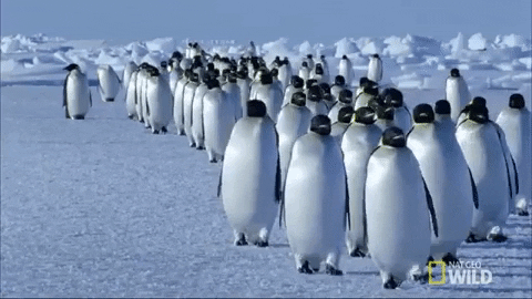 Gif of Emperor Penguins marching