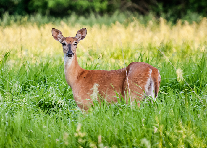 A new study found that the targeted culling of deer prevents the rampant spread of chronic wasting disease to healthy deer. Photo by L. Brian Stauffer.