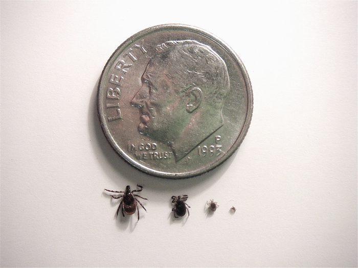 The Lyme disease tick, seen here in its larval, nymph and adult forms, is advancing across "the prairie state." Photo by Illinois Natural History Survey.