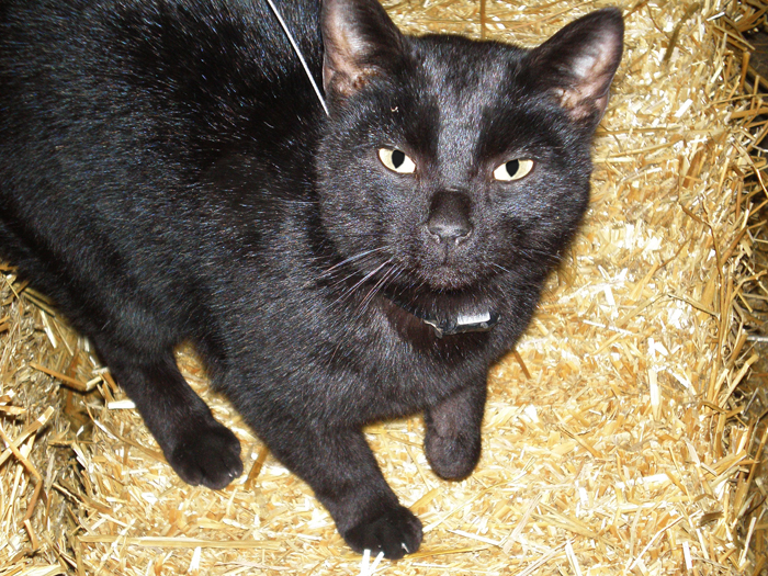 The cats were fitted with radio collars and tracked over two years. Some of the collars also had devices that continuously monitored the cats' every move. This un-owned cat was one of those tracked. Photo courtesy Illinois Natural History Survey.
