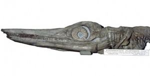 First_Ichthyosaur