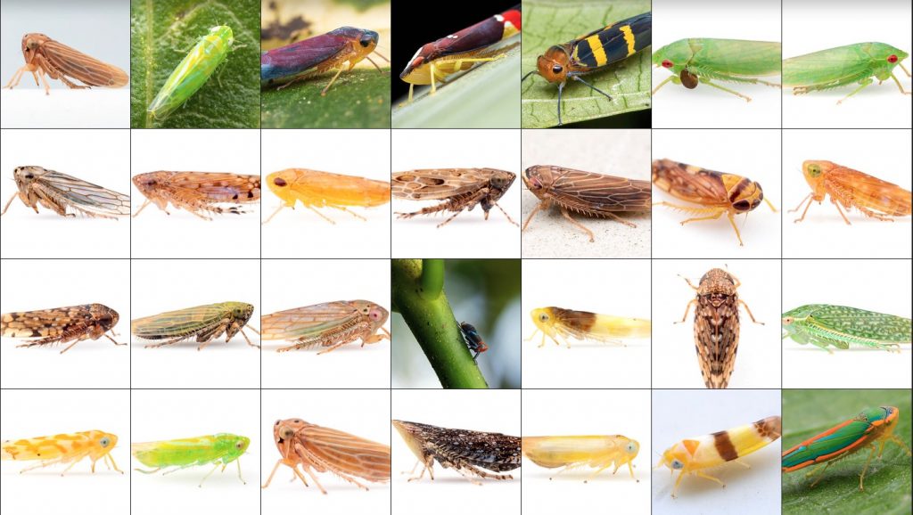 Leafhopper Brochosomes Alleyne Bioinspiration ColLABorative (ABC lab)