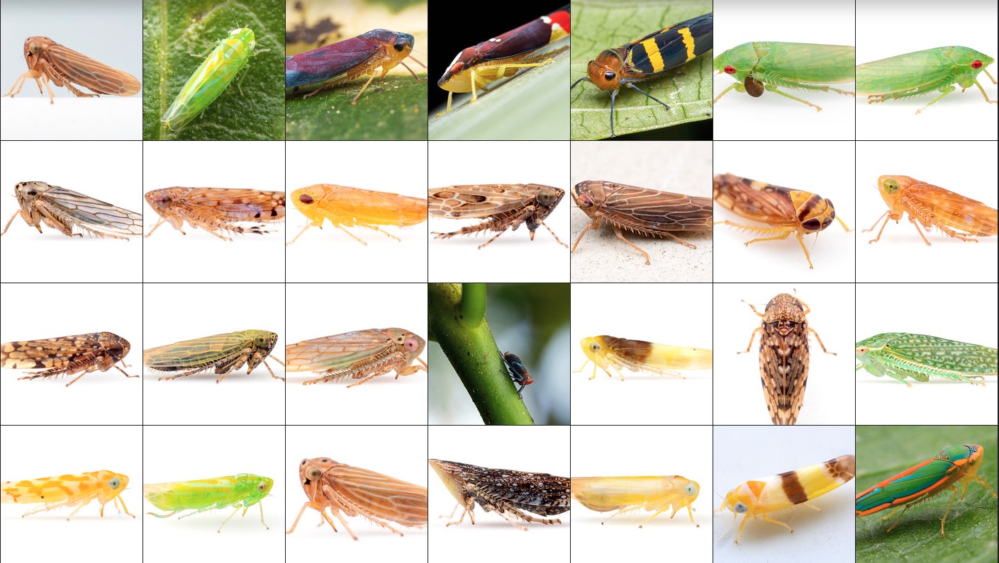 Leafhopper Brochosomes Alleyne Bioinspiration ColLABorative (ABC lab)