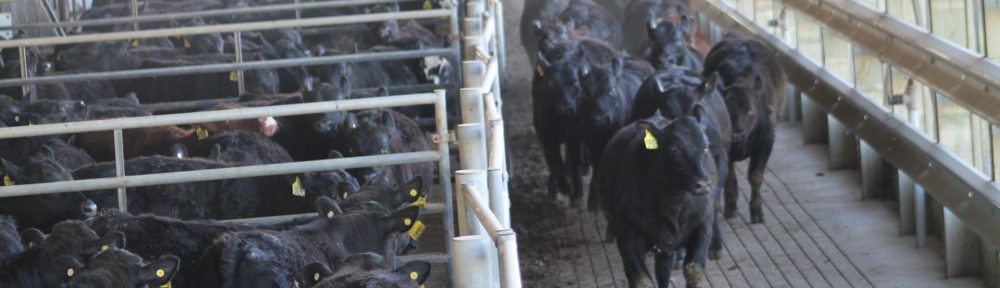 Facilities Beef Cattle Nutrition