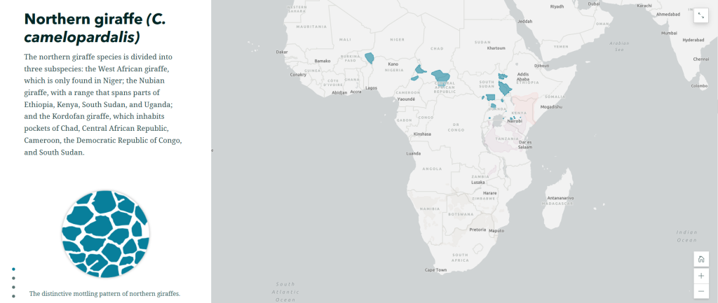 Screenshot of The Surprising State of Africa’s Giraffes StoryMap with a map highlighting the habitat of the Northern Giraffe
