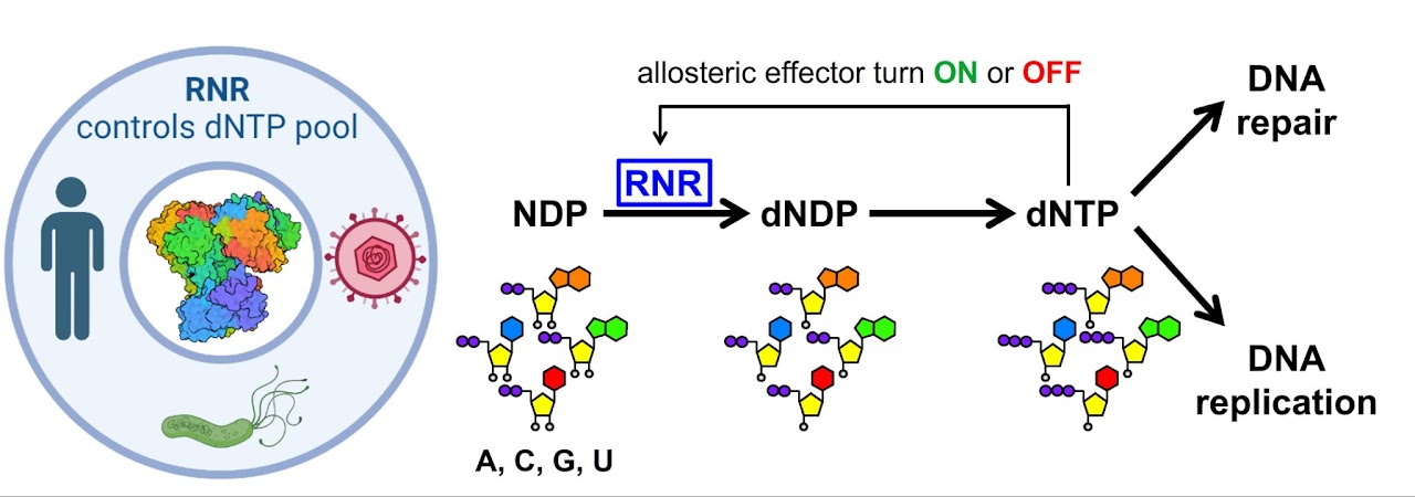 Cui Lab Mechanism And Regulation Of RNR