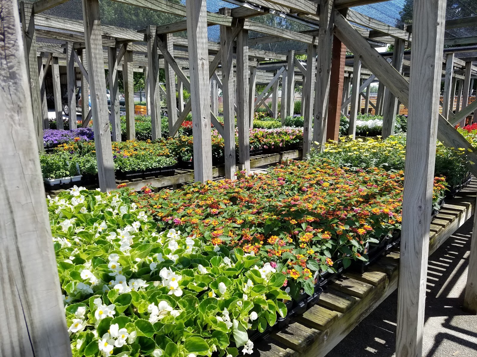 ChampaignUrbana Pollinator Count