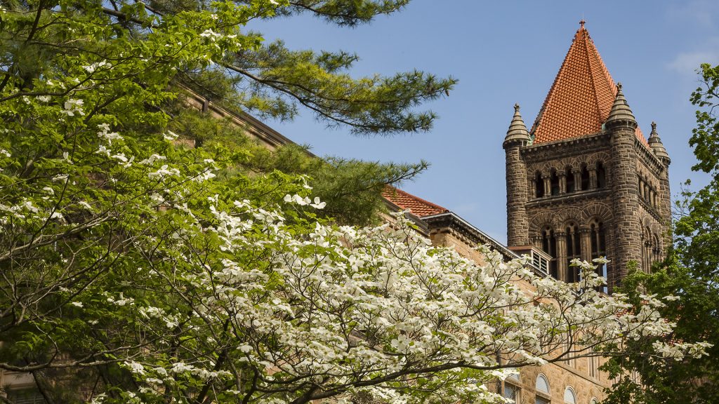 The tower of Altgeld Hall is visible above pine and flowering dogwood branches.