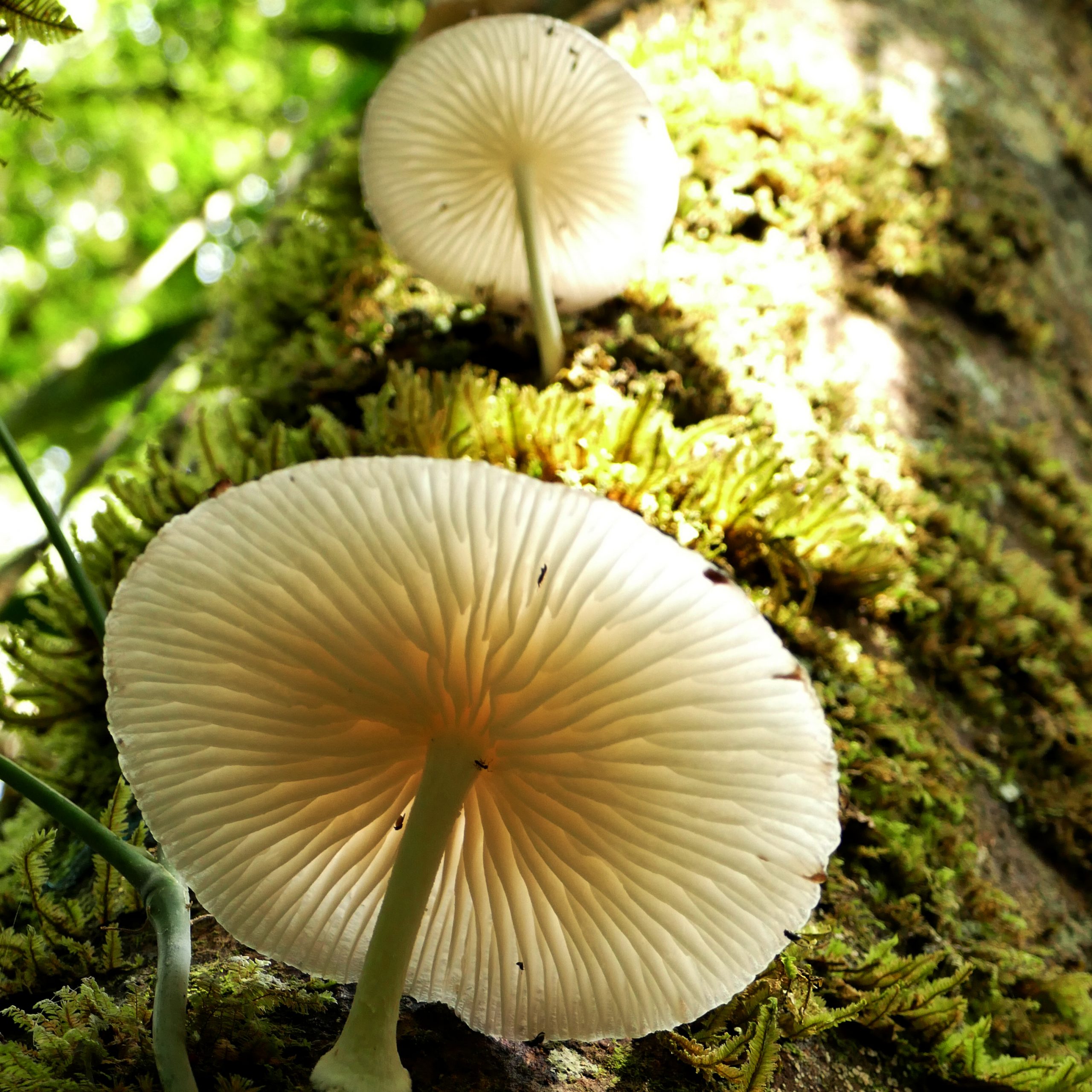 decayFungi1 Dalling Lab of Tropical Forest Ecology University of