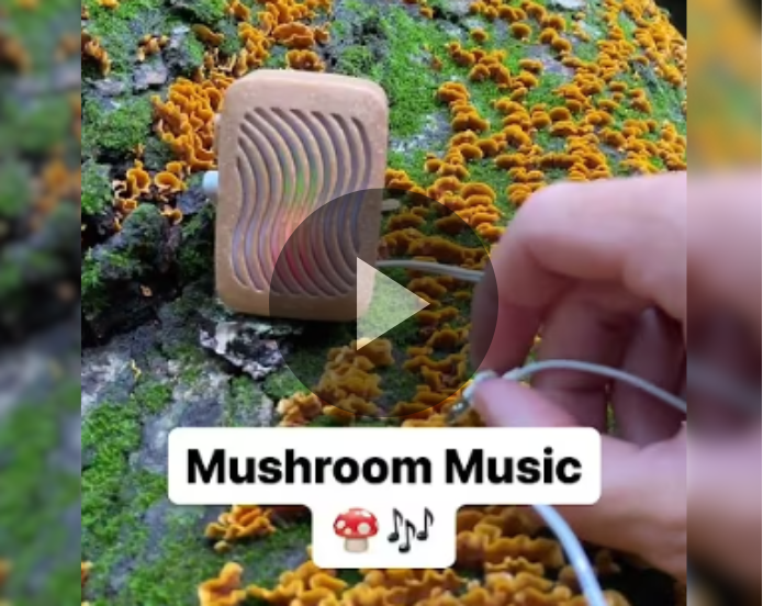 screenshot of mushroom music