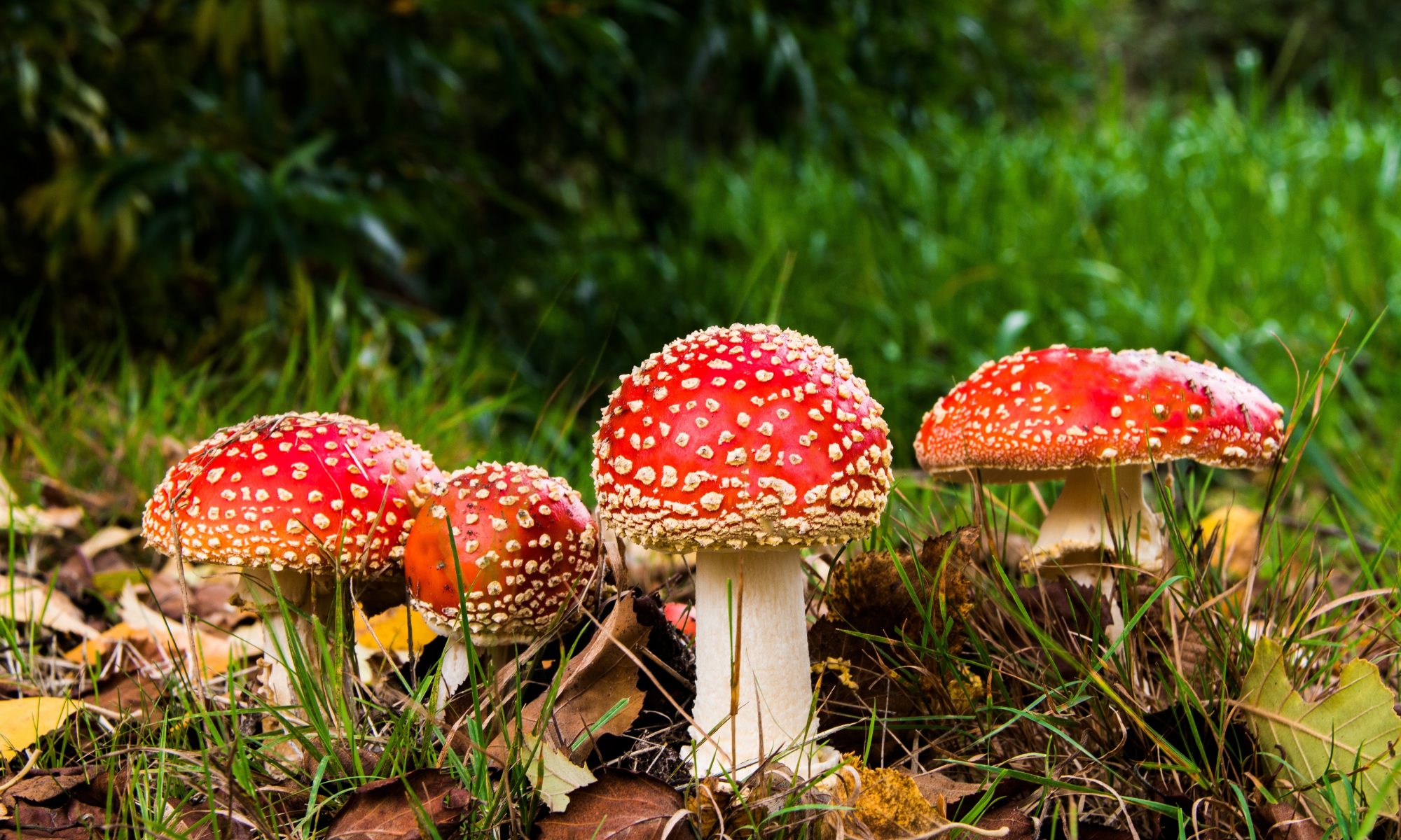 Medicinal Mushroom Magic Natural Health and Beauty