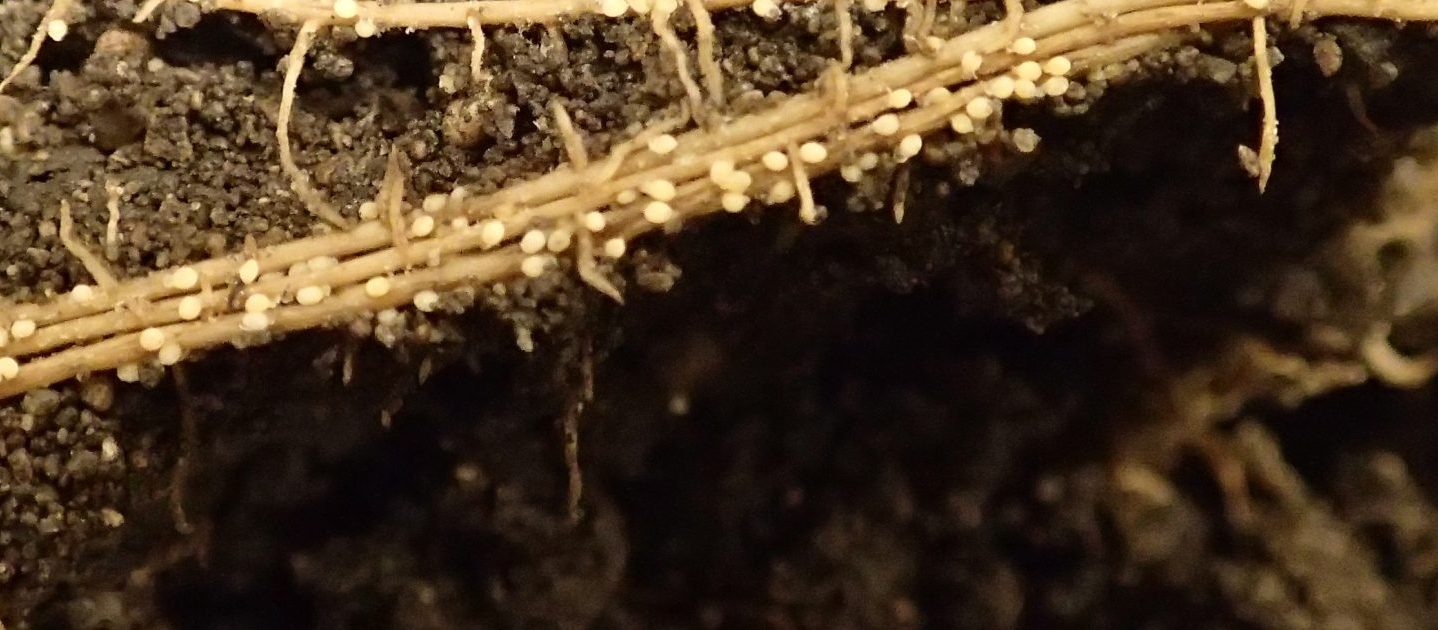 Image of soybean cyst nematode females on soybean roots.