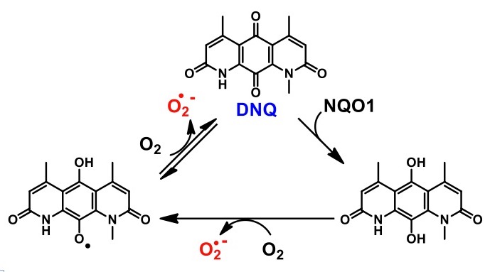 Diagram showing that the action of NQO1 on the compound deoxynyboquinone (DNQ) results in reduction to the hydroquinone, followed by rapid conversion back to DNQ, and generating toxic reactive oxygen species in the process.