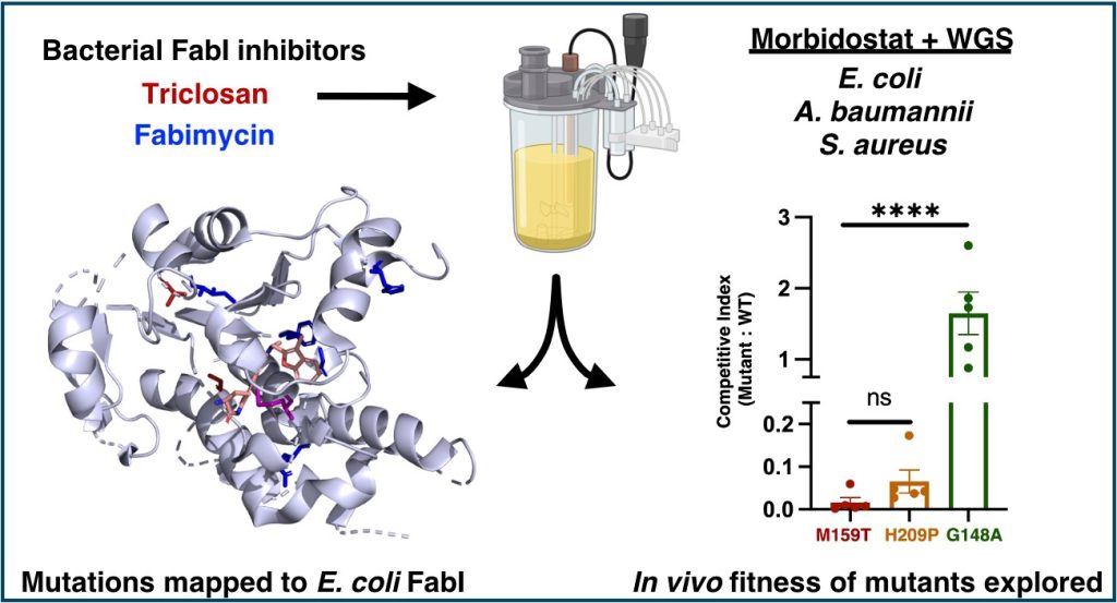 Graphical Abstract demonstrating Bacterial FabI inhibitors
