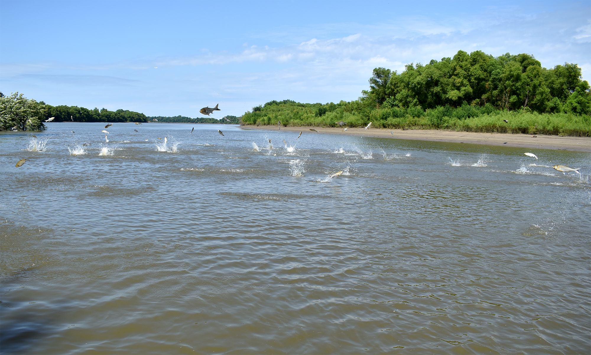 Jumping carp in river