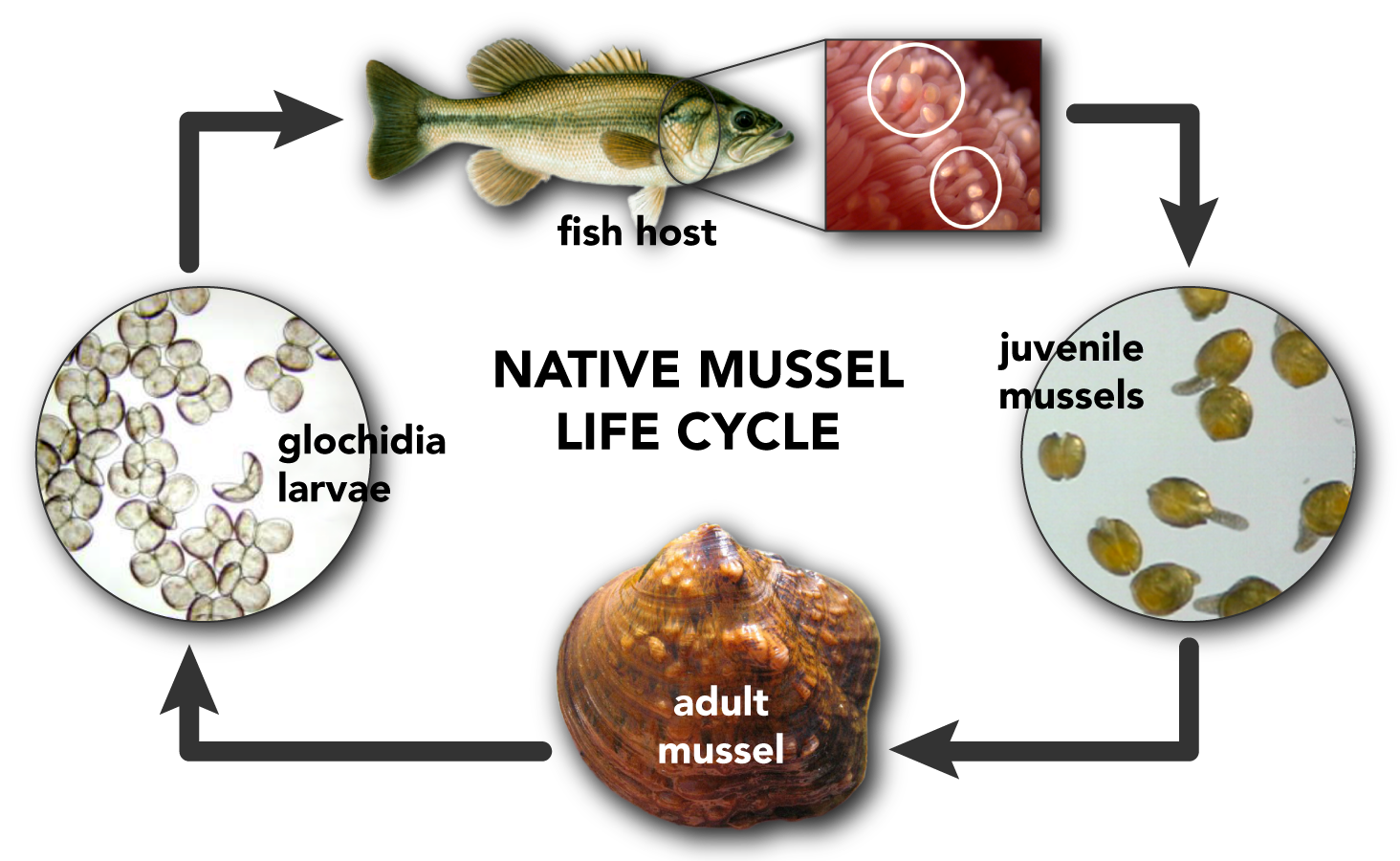 Mussels INHS Environmental Education