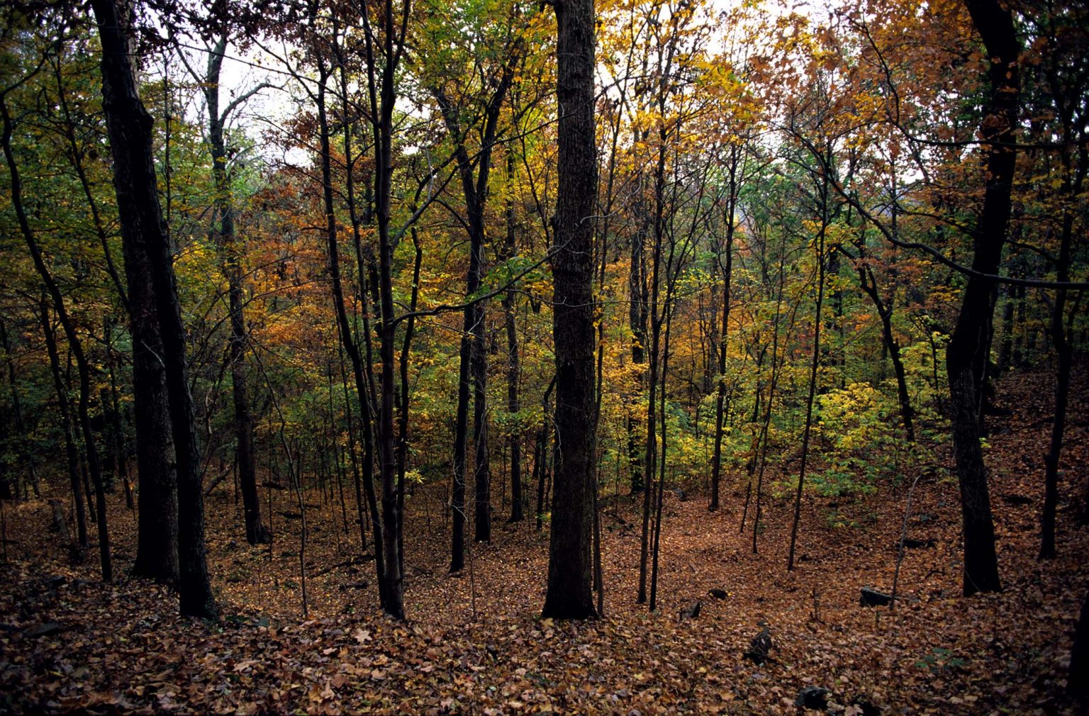 Forests – INHS Environmental Education