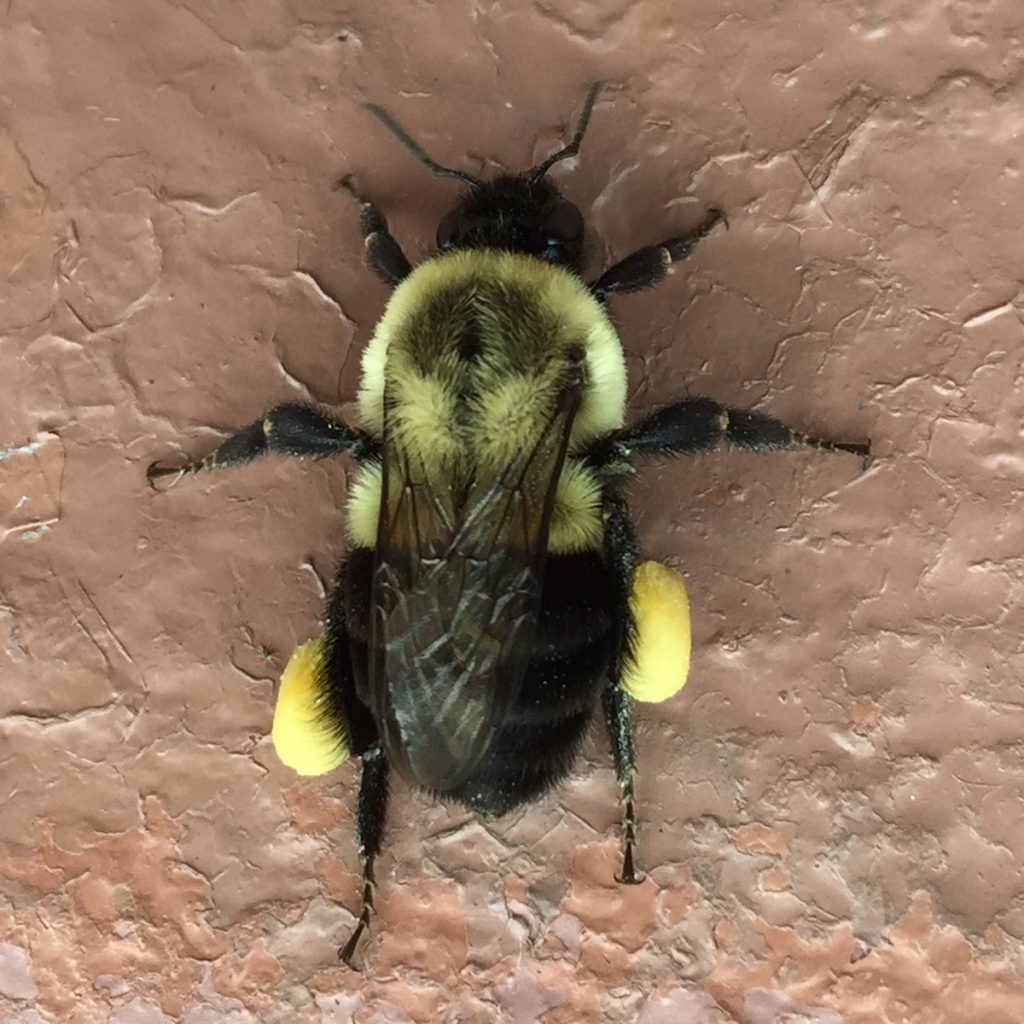 bee showing hairs on body long antennae and four wings