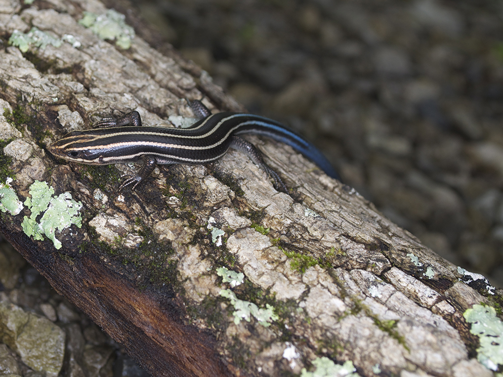 Illinois Lizards INHS Environmental Education