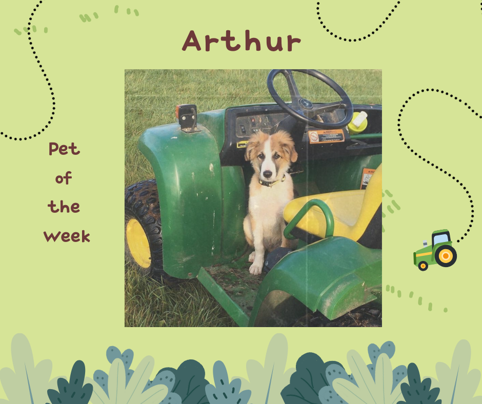 Arthur, the brown and cream collie, sits on a tractor where a person's feet would go. He is clearly hard at work on the farm.
