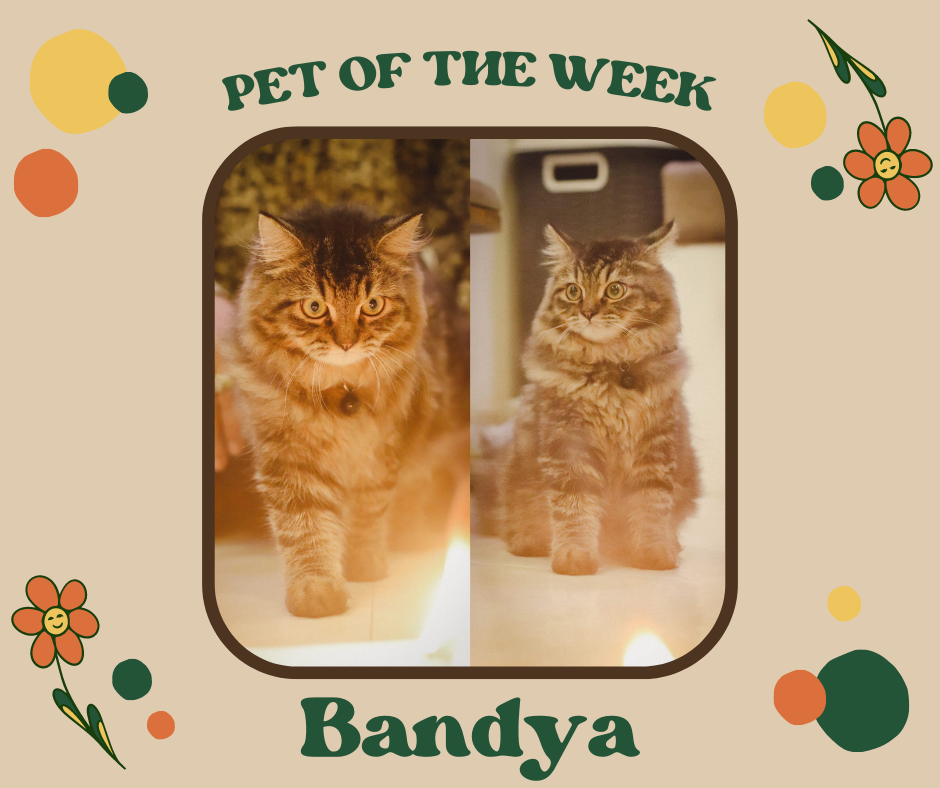 Two images of Bandya, a medium-haired brown tabby, are side by side on a graphic. In the left image, Bandya walks towards a candle flame in the foreground, the flame illuminates his face as he stares it down. In the right image, Bandya looks off to the left; his eyes are wide, as if he is surprised.