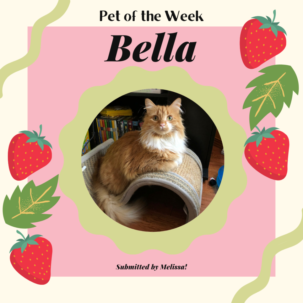Bella, a beautiful and very fluffy orange and cream cat, sitting on an s-shaped scratching post. She's surrounded by graphics of strawberries, which she loves!