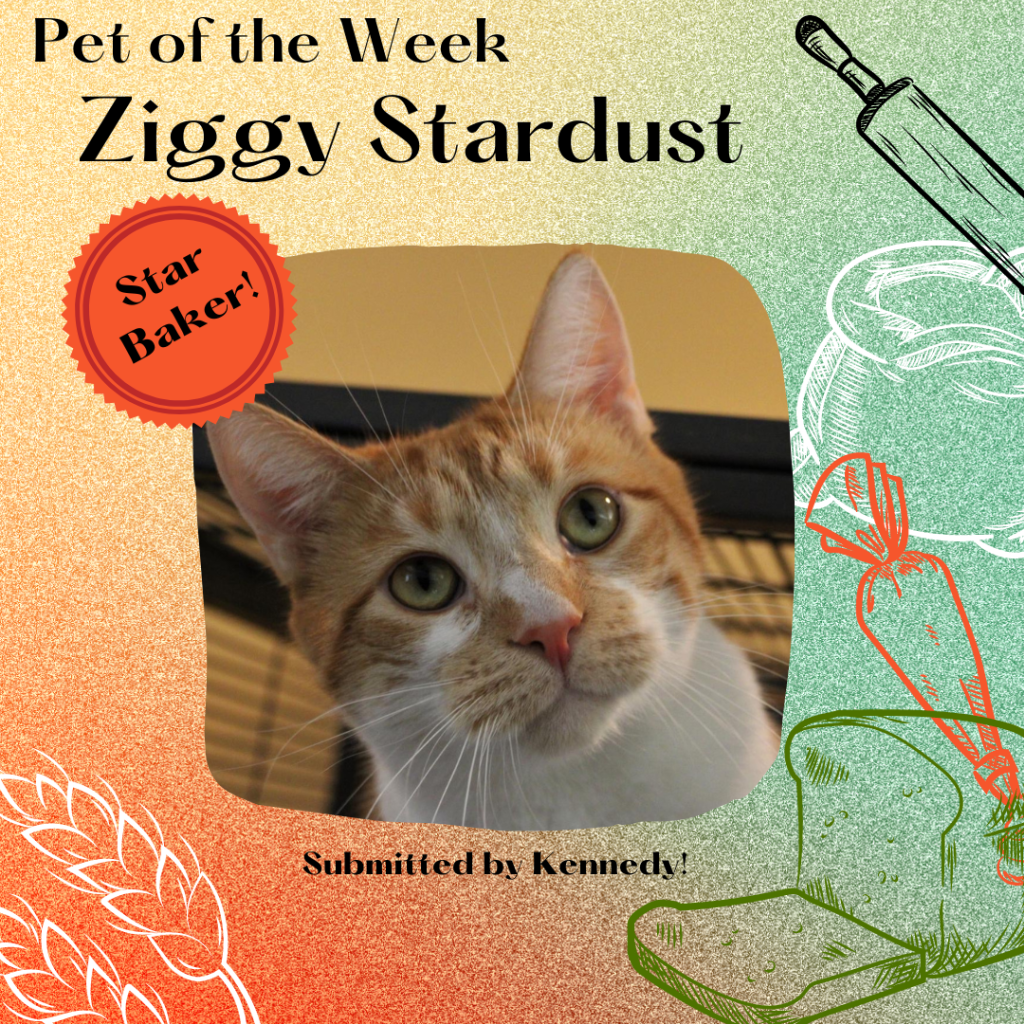 Ziggy Stardust, an orange and white adorable boy. Surrounded by graphics of baking implements.
