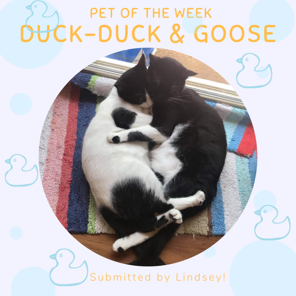 Duck-Duck and Goose, a white cat with black splotchies and a black cat with white splotchies, cuddle on a rainbow striped blanket. "Submitted by Lindsey!"
