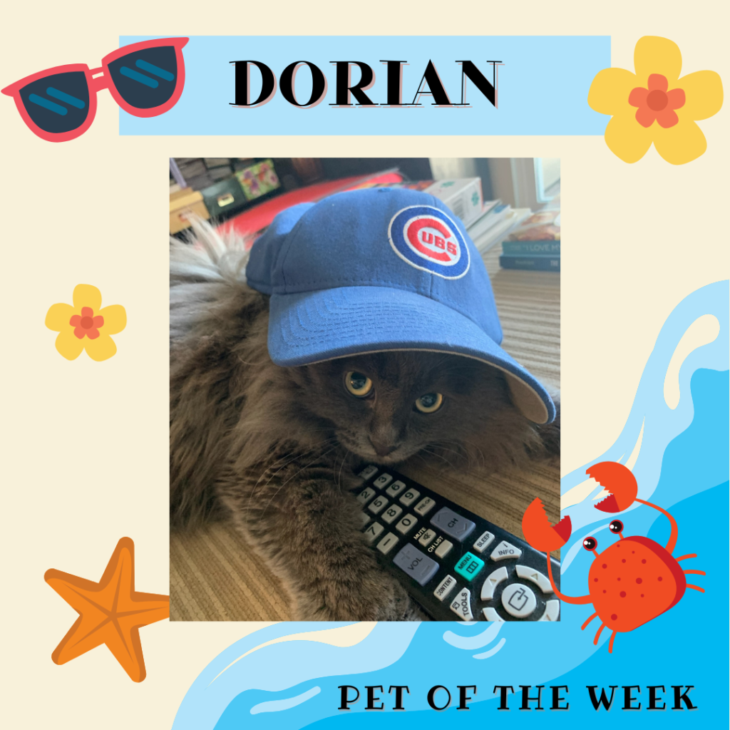 Dorian, a fluffy grey cat, lounges on a couch with a TV remote in front of him as if he's about to change the channel. He is wearing a Chicago Cubs hat on his head that is way too big for hit little noggin.