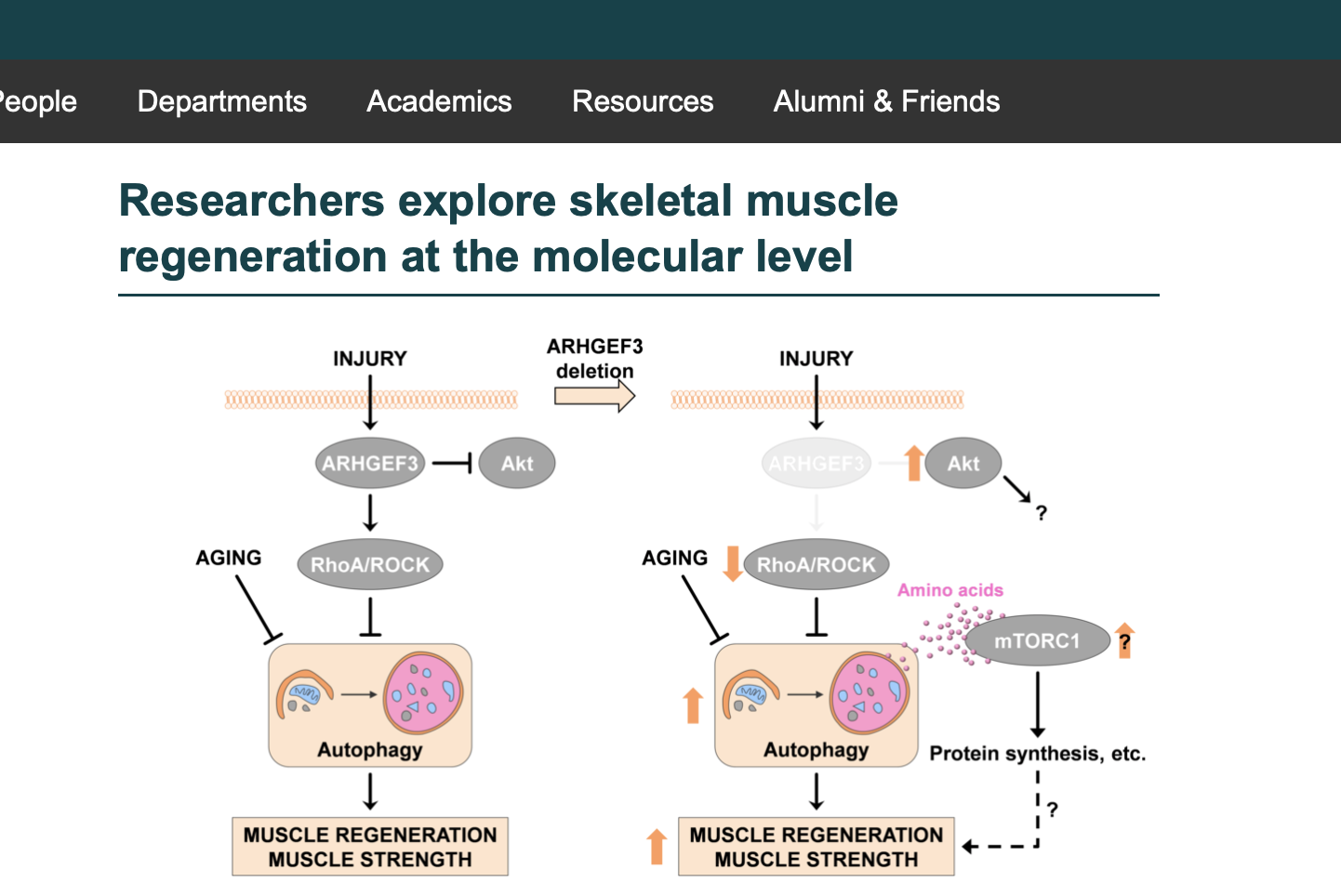 Researchers explore skeletal muscle regeneration at the molecular level