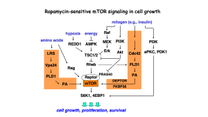 mTOR signaling in cell growth regulation | The Chen Lab | Illinois