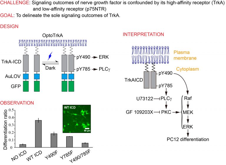 Publication The Zhang Lab University of Illinois at UrbanaChampaign