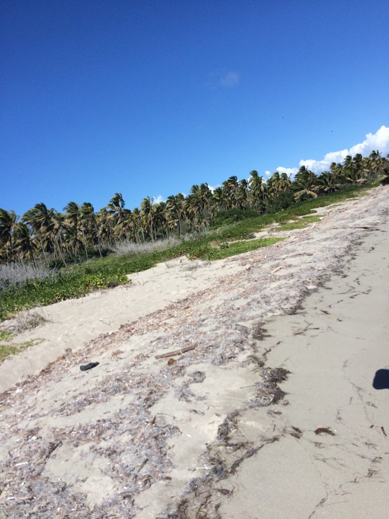 Puerto Rico’s Extensive Pollution Problems | BioMASS Lab - University ...