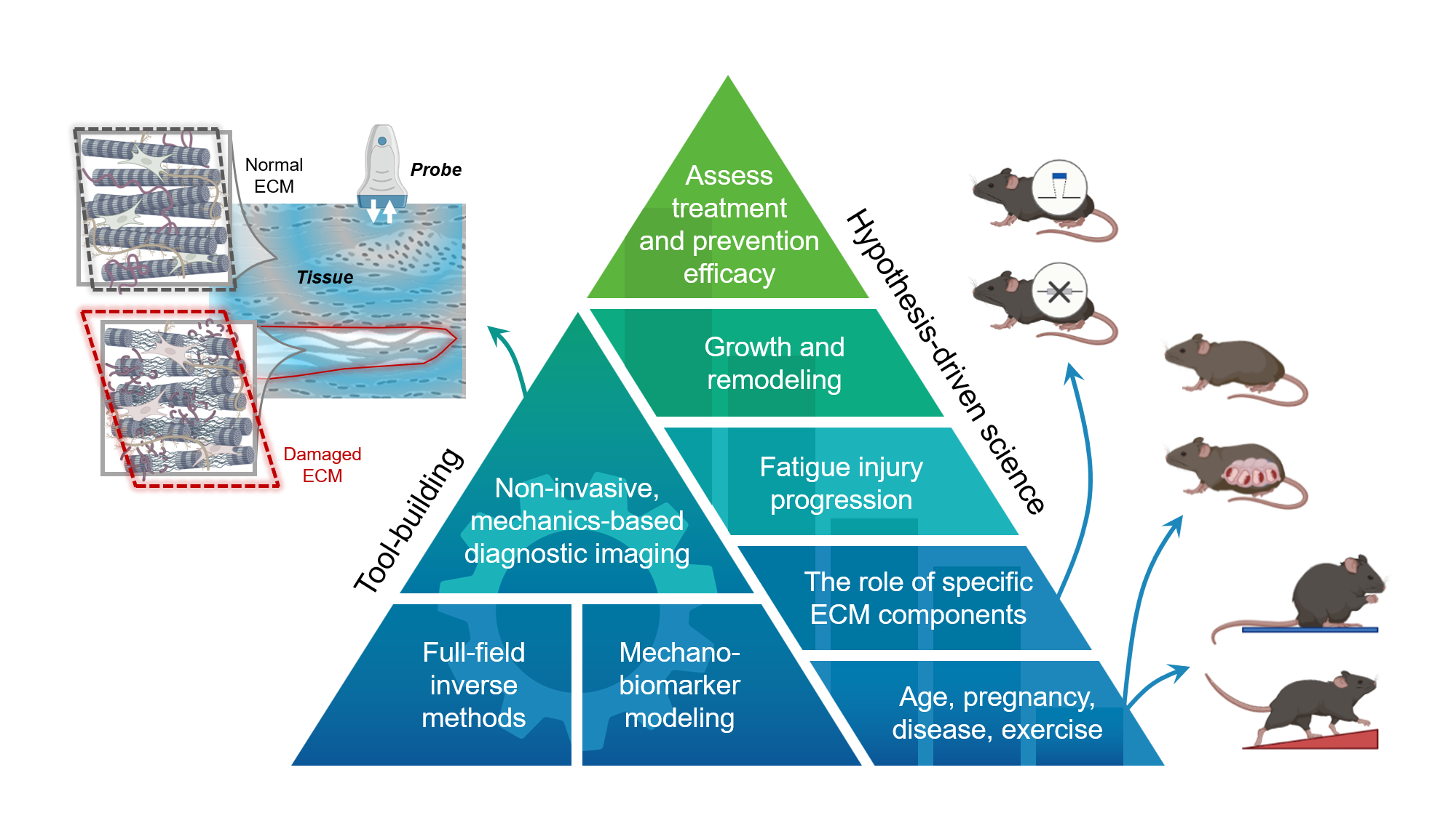 Research – Image-Based Biomechanics Laboratory