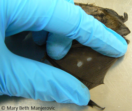 Expanding research on bats using trash from collaborating labs ...