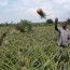 Pineapple harvesting in Kyanamukaaka, Masaka, Uganda / K. Troeger, 2015