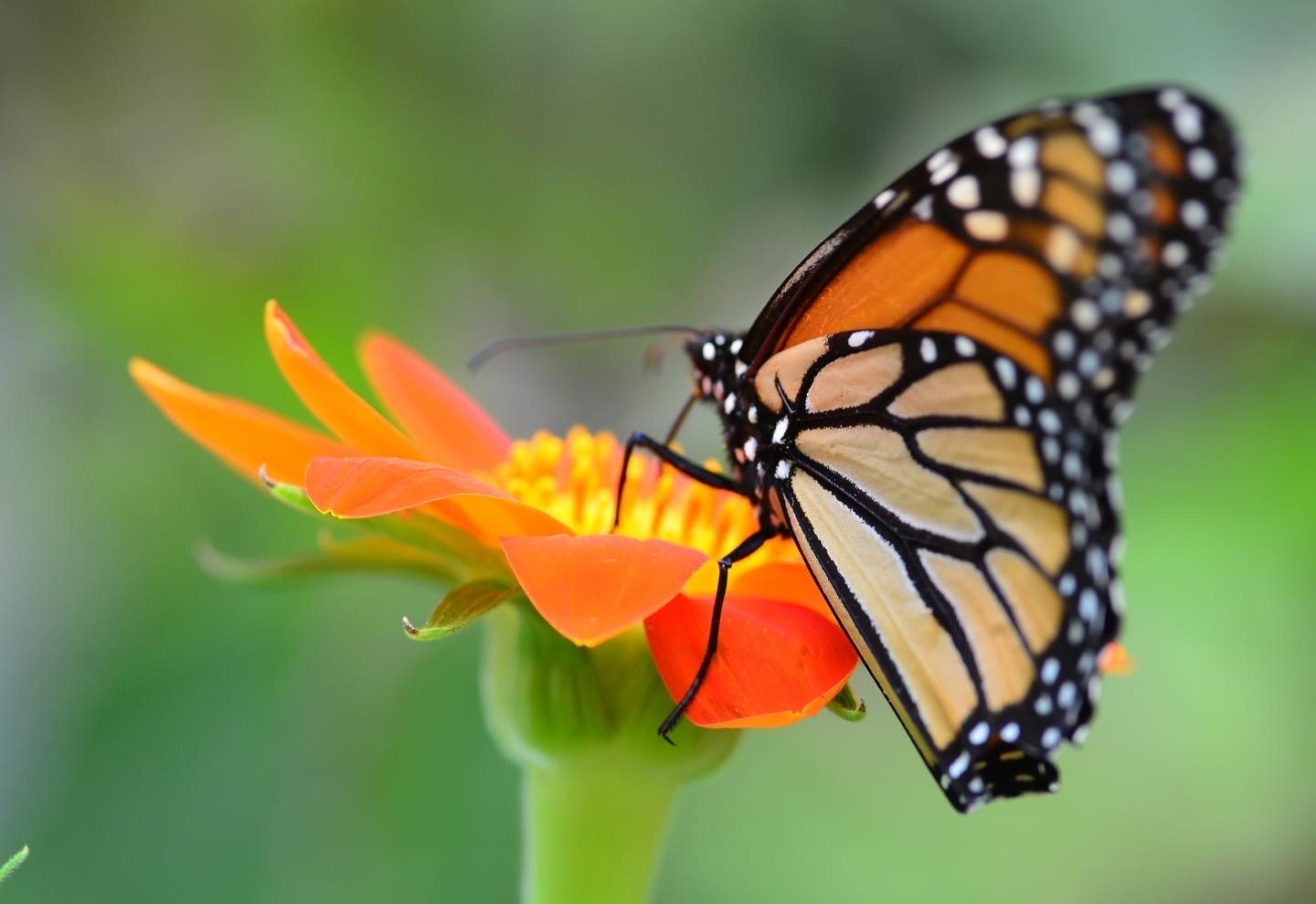 Site Header Image