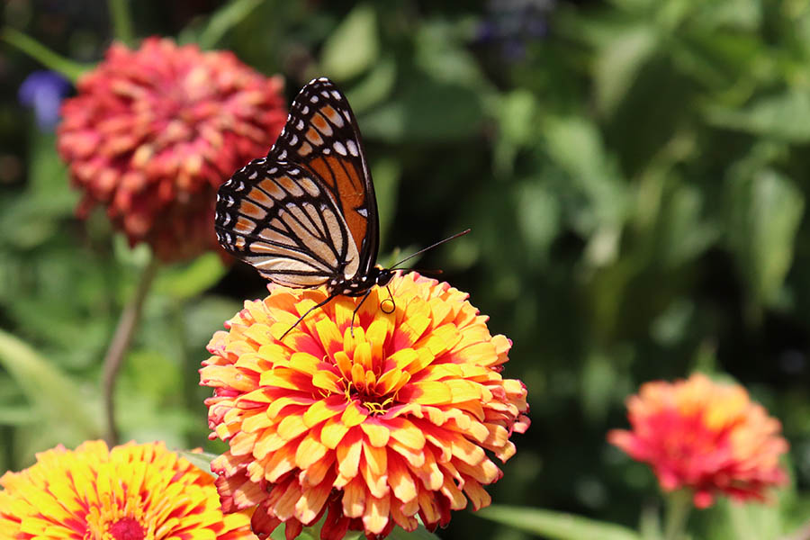 Site Header Image