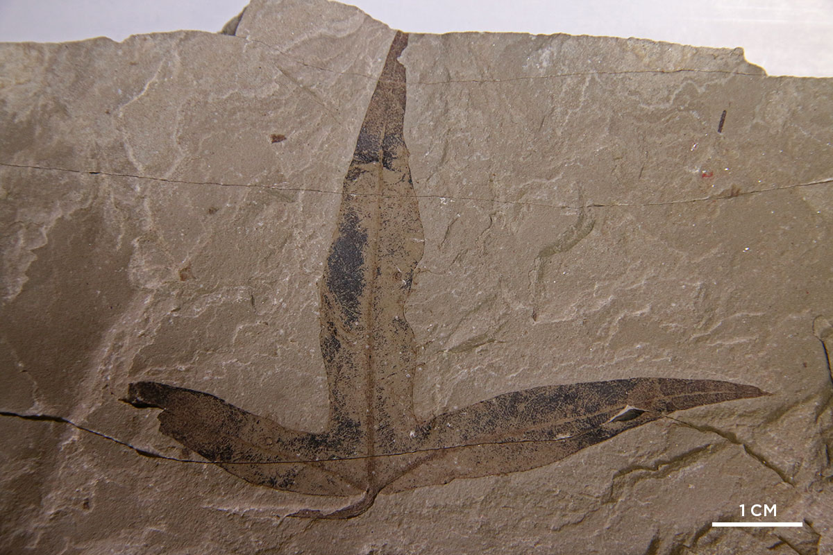 Green River Formation leaf fossil.