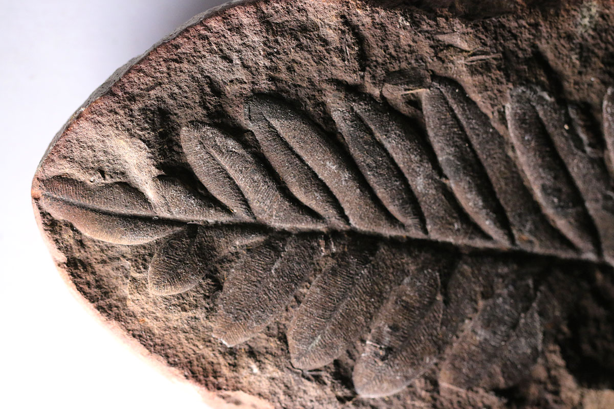 Mazon Creek plant fossil.