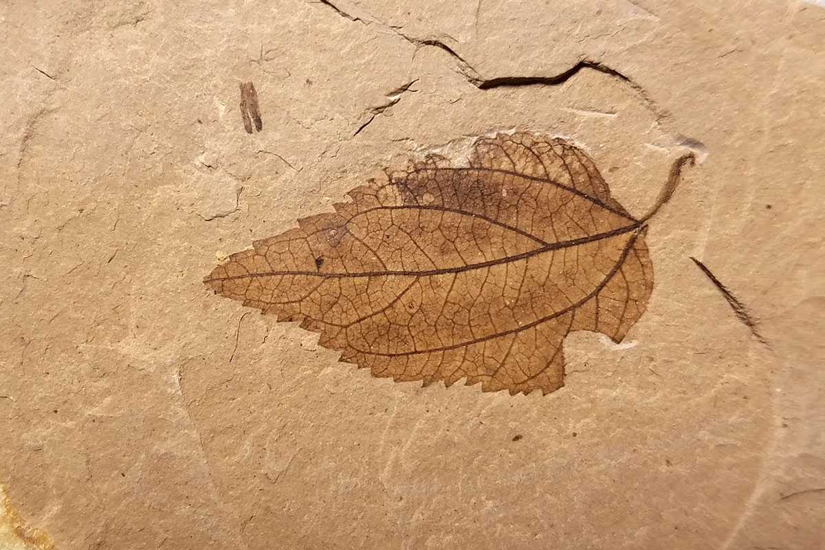 Renova Formation leaf fossil.