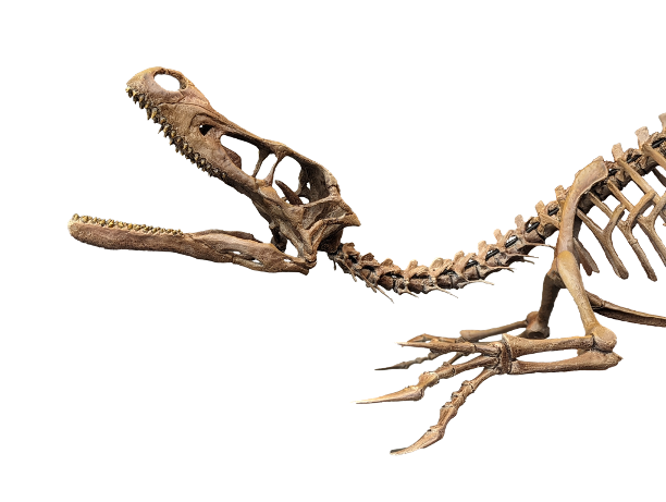 velociraptor skeleton.