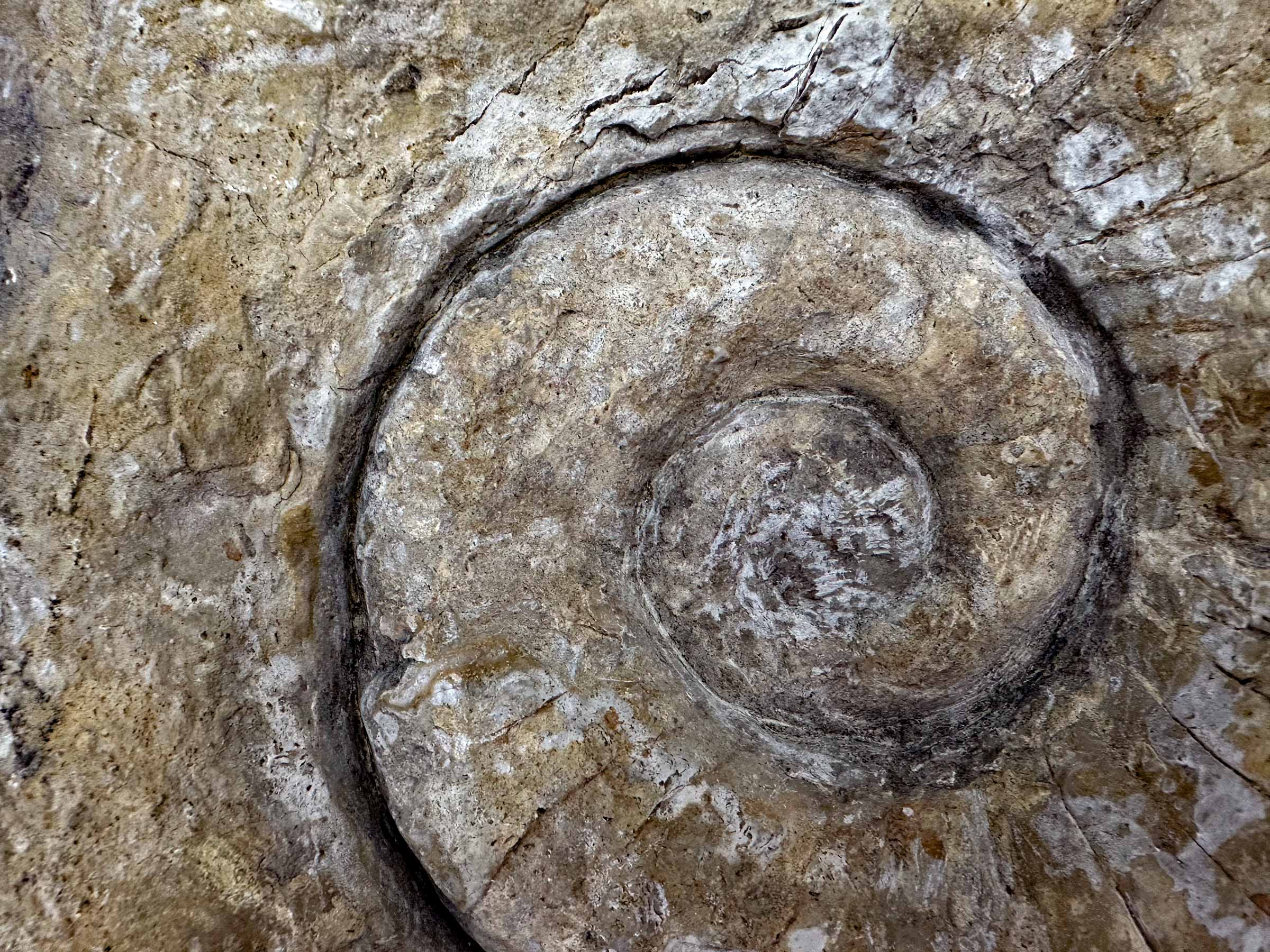 cephalopod fossil.