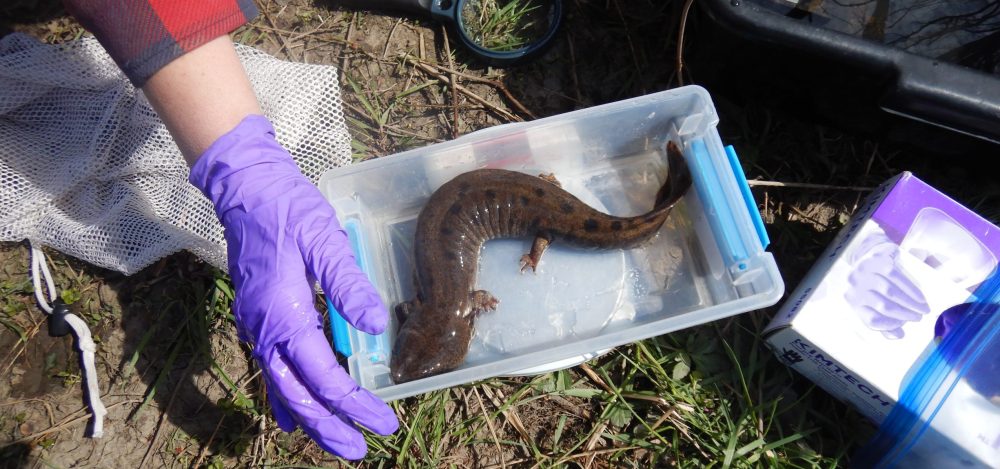 Freshwater Mollusk Ecology and Conservation Lab