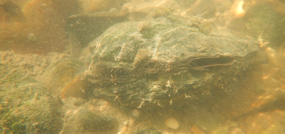 Freshwater Mollusk Ecology and Conservation Lab