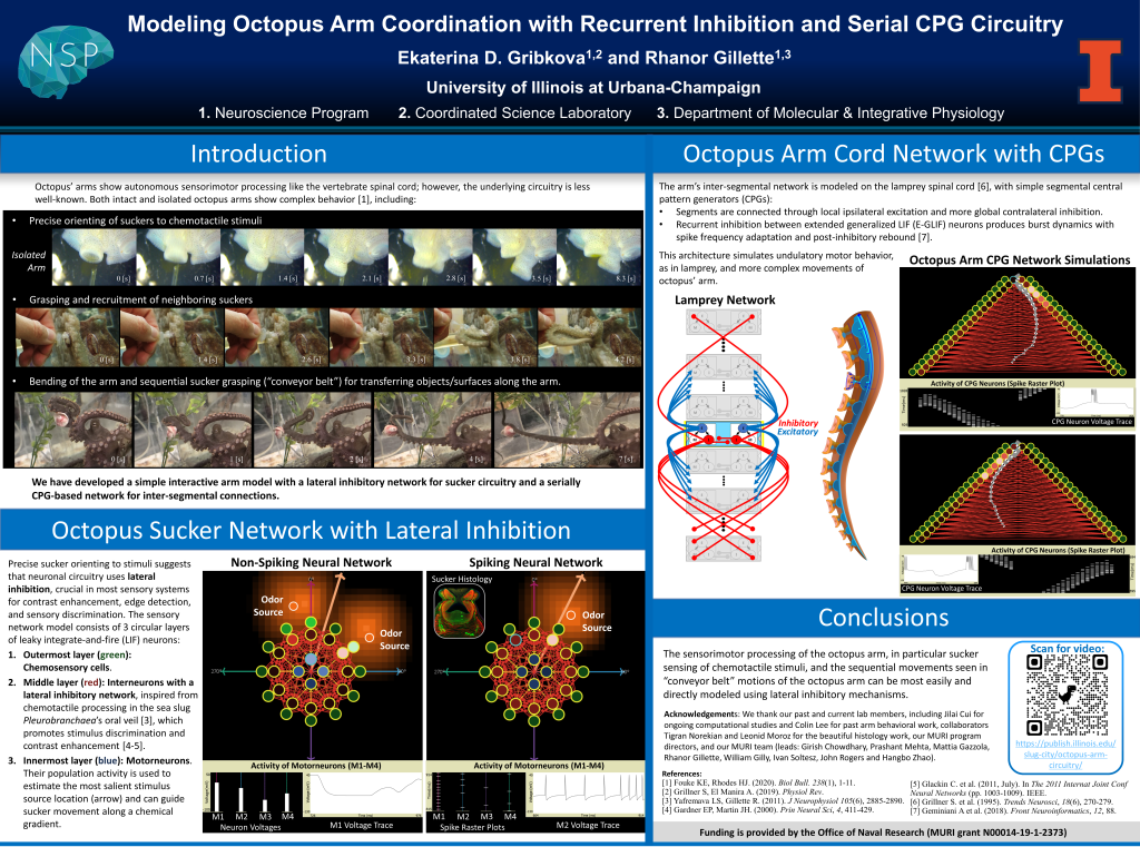 Octopus Arm Circuitry | Slug City - University of Illinois at Urbana ...