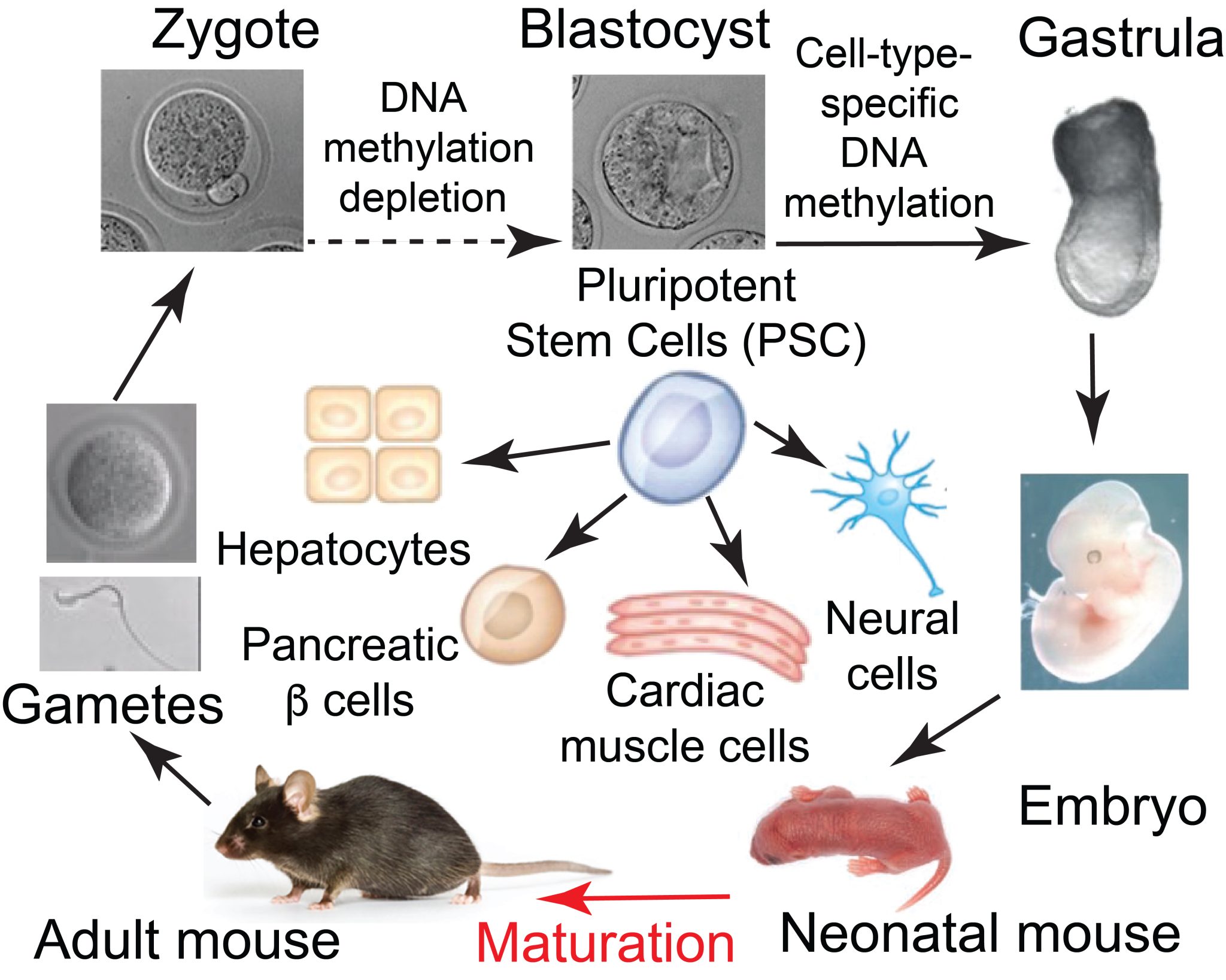 Laboratory on epigenetic mechanisms of stem cell differentiation and ...