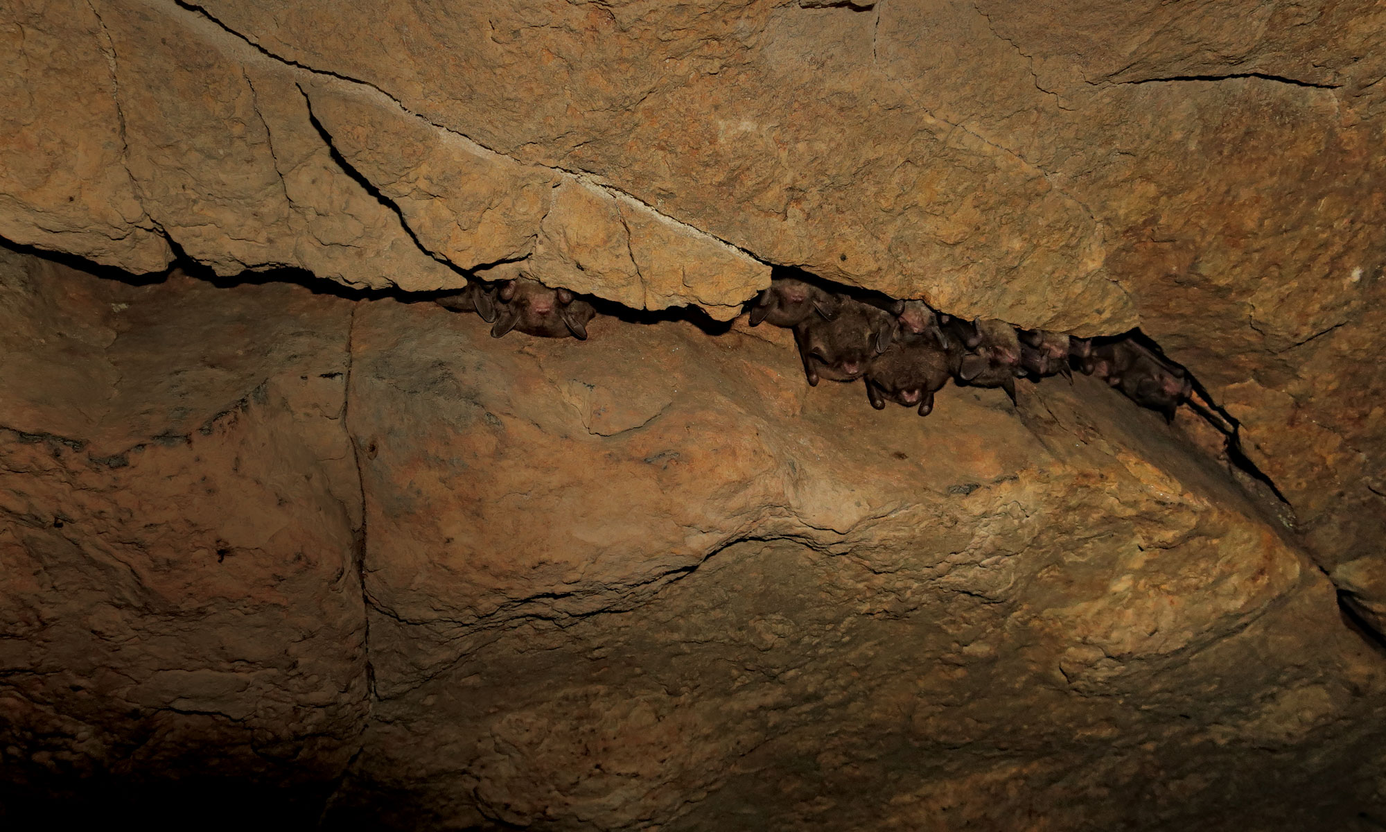 bats in cave