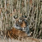 A tiger nearly blending into grass and forest