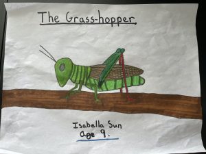 "The Grasshopper" by Isabella Sun